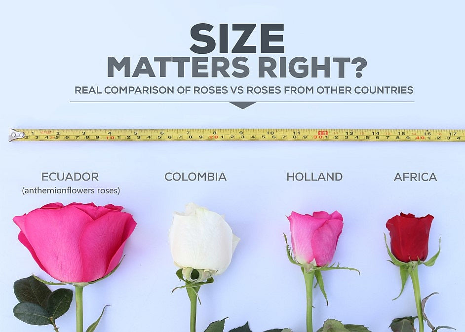 Why Ecuadorian Roses Are in a Class of Their Own