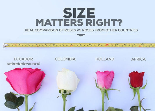 Why Ecuadorian Roses Are in a Class of Their Own