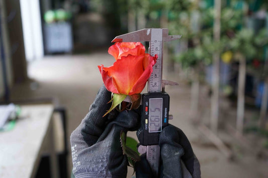 From Farm to Florist – How Our Ecuadorian Flowers Stay So Fresh