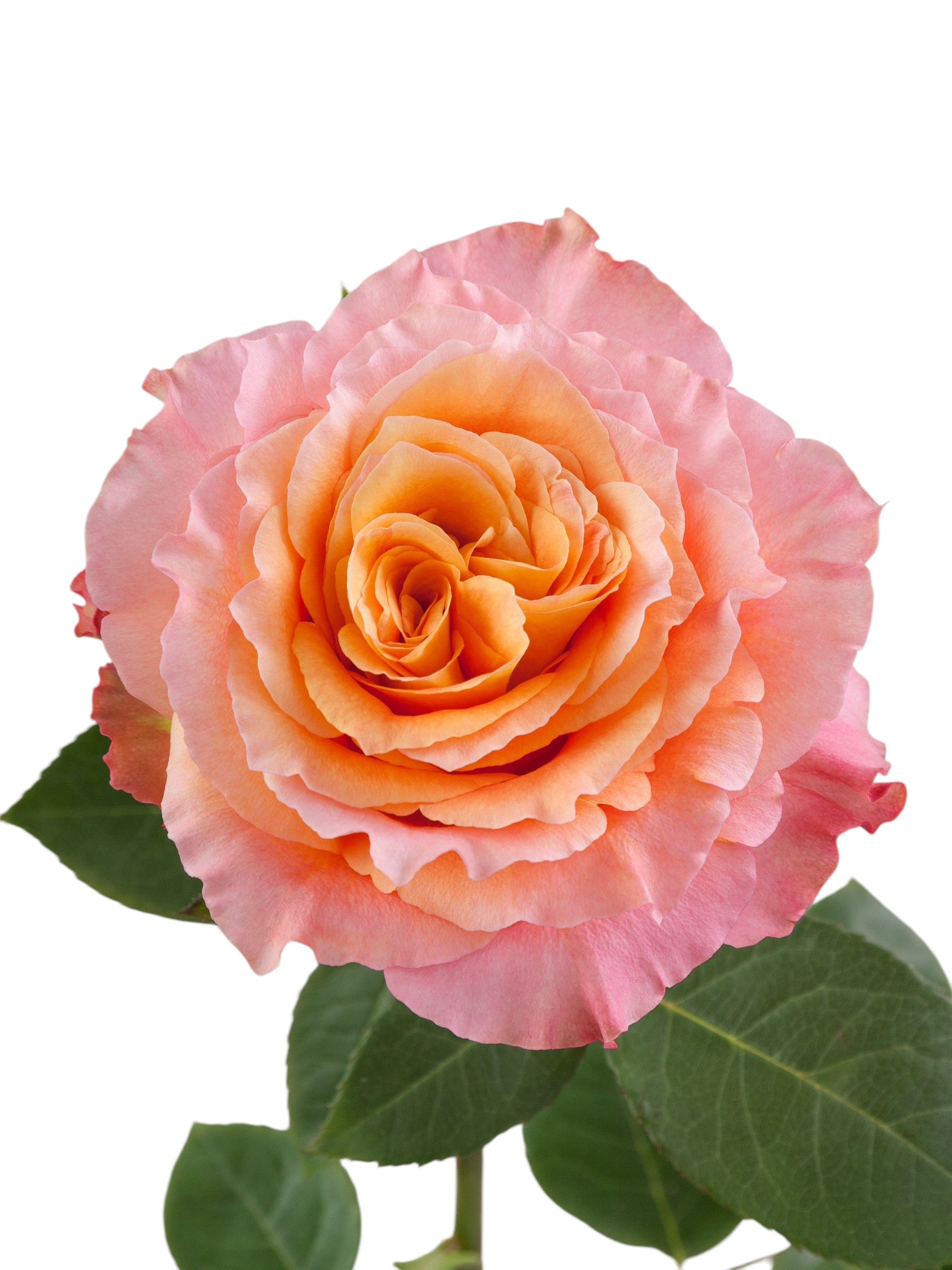 Garden-Like Roses