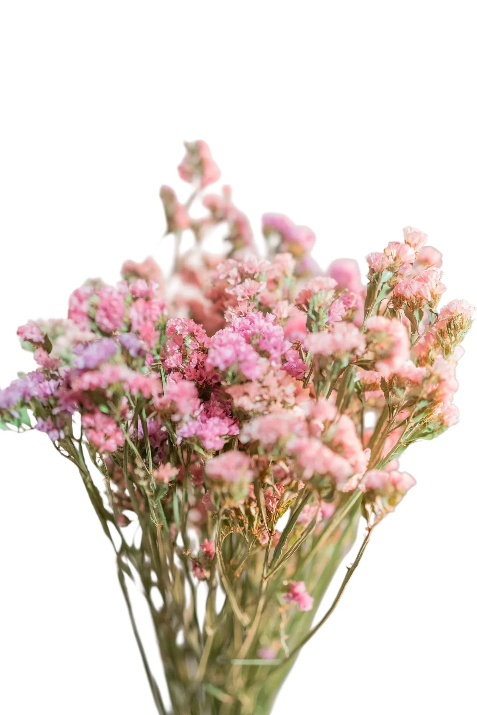 Fillers & Summer Flowers