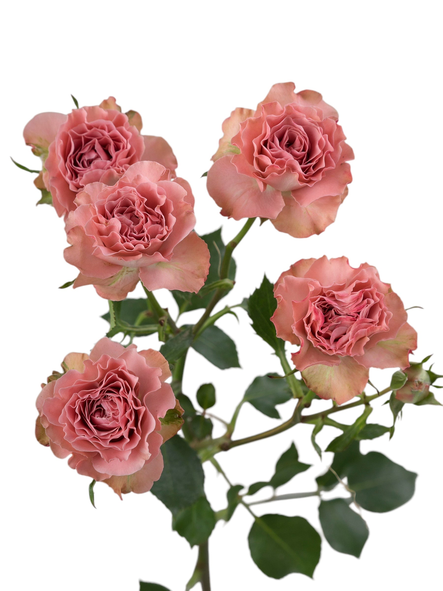 Spray Roses