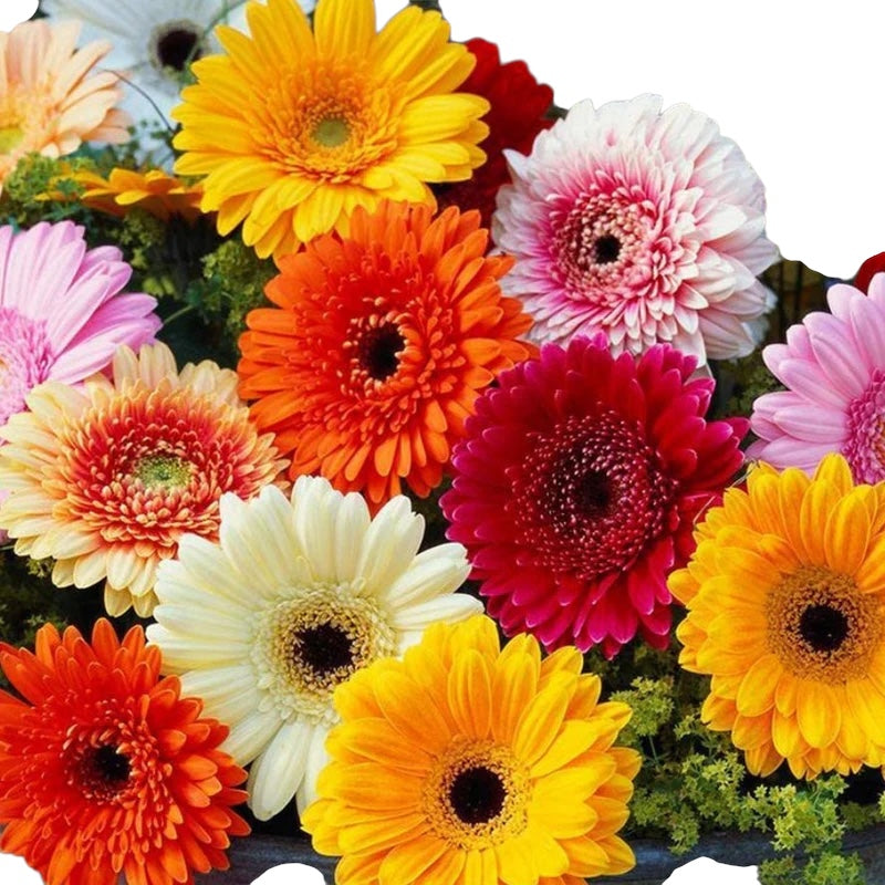 Gerberas