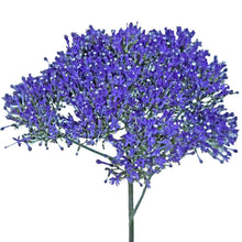 Trachelium - Violet - Santa Maria Garden