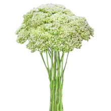 Trachelium - White - Santa Maria Garden