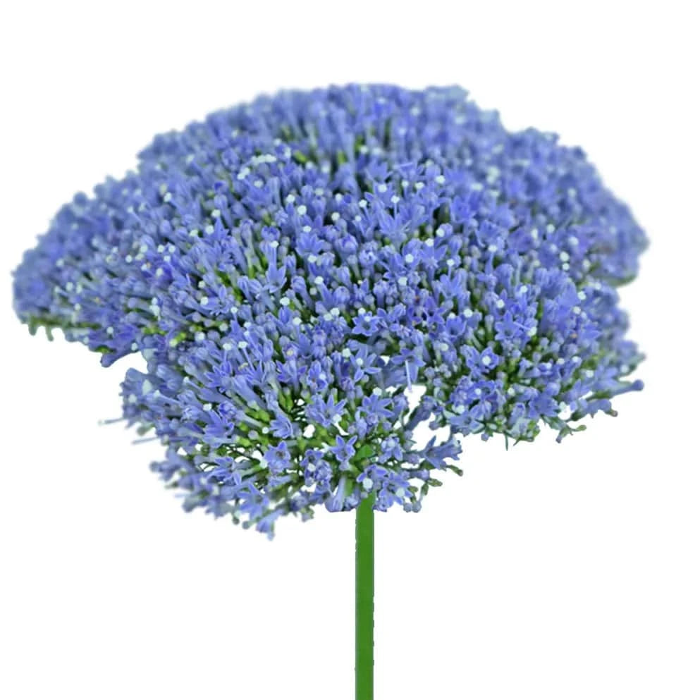 Trachelium - Blue - Santa Maria Garden