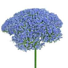 Trachelium - Blue - Santa Maria Garden