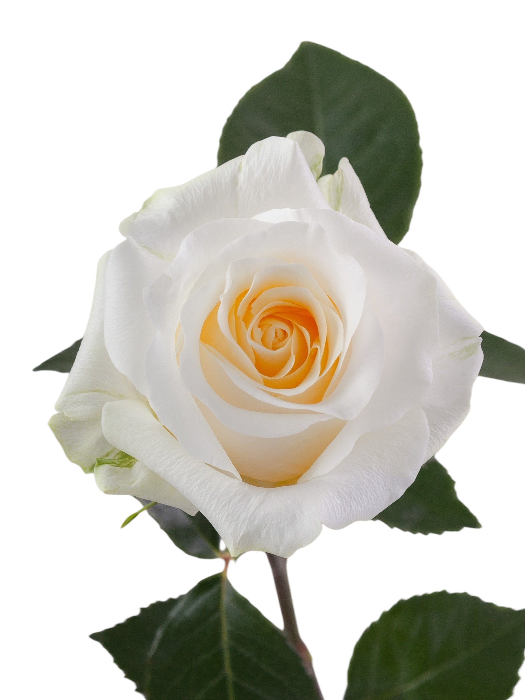 Classic Creme De La Creme - Santa Maria Garden