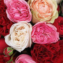 Mixed Garden-Like Roses image 0