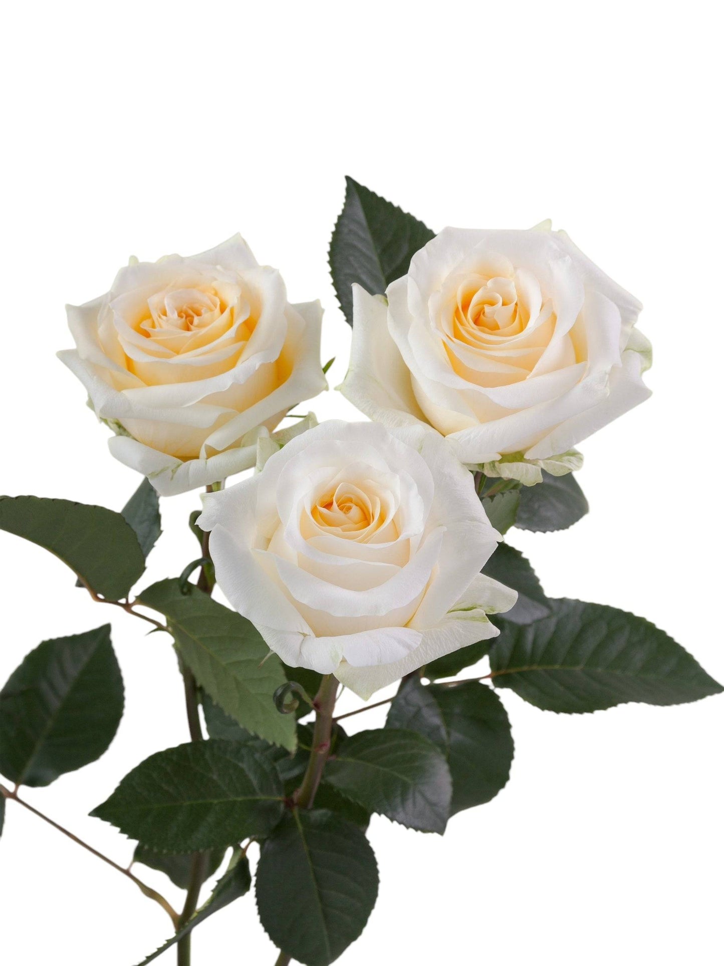 Classic Creme De La Creme - Santa Maria Garden
