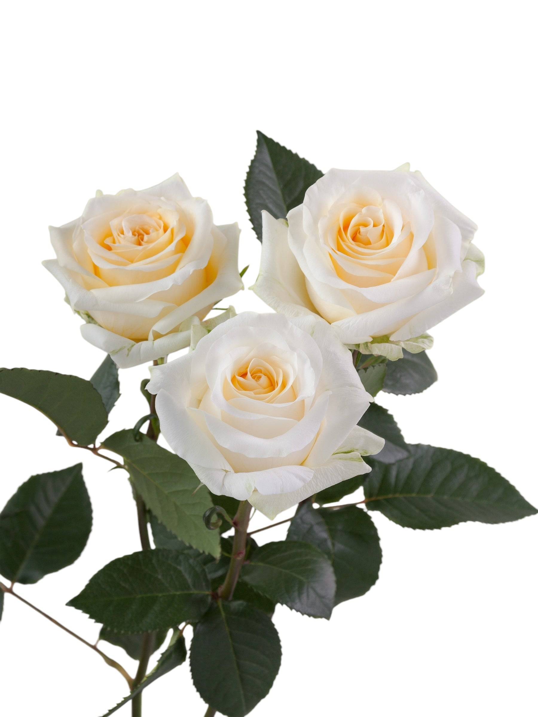 Classic Creme De La Creme - Santa Maria Garden