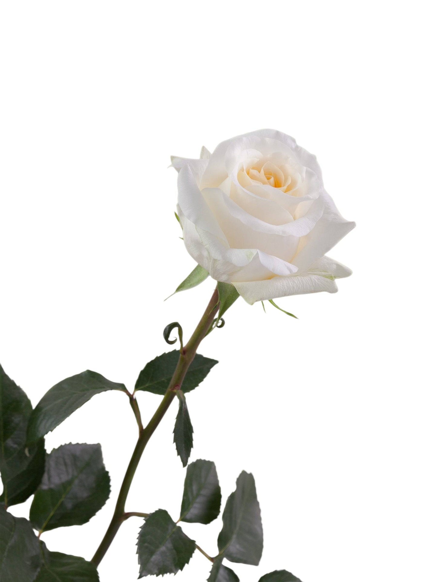 Classic Creme De La Creme - Santa Maria Garden