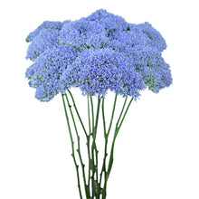 Trachelium - Blue - Santa Maria Garden