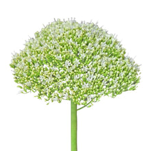 Trachelium - White - Santa Maria Garden