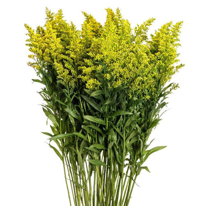 Solidago Morning Glory - Santa Maria Garden