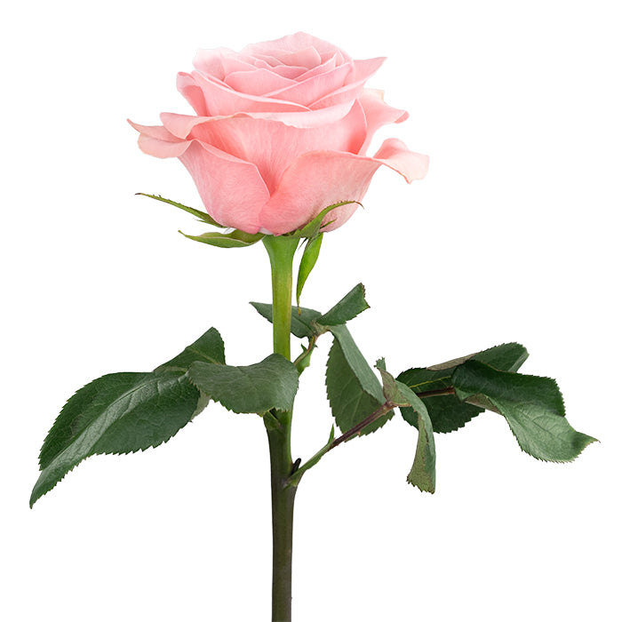 Premium Be Sweet - Santa Maria Garden