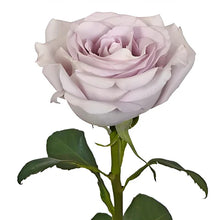 Premium Silvery Light - Santa Maria Garden