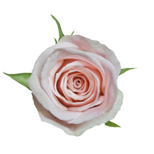 Super Premium Candy Blanca - Santa Maria Garden