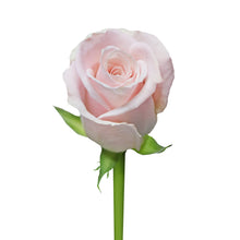 Super Premium Candy Blanca - Santa Maria Garden
