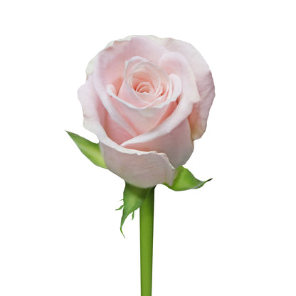 Super Premium Candy Blanca - Santa Maria Garden