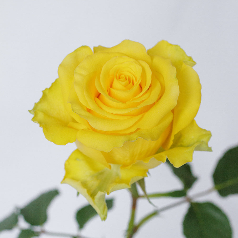 Super Premium Pink Regata - Santa Maria Garden