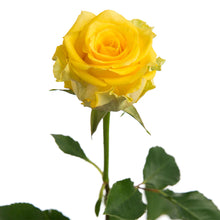 Super Premium Pink Regata - Santa Maria Garden