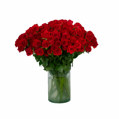 Classic Red Mikado - Santa Maria Garden