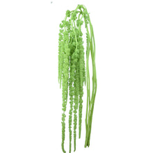Amaranthus Green - Santa Maria Garden