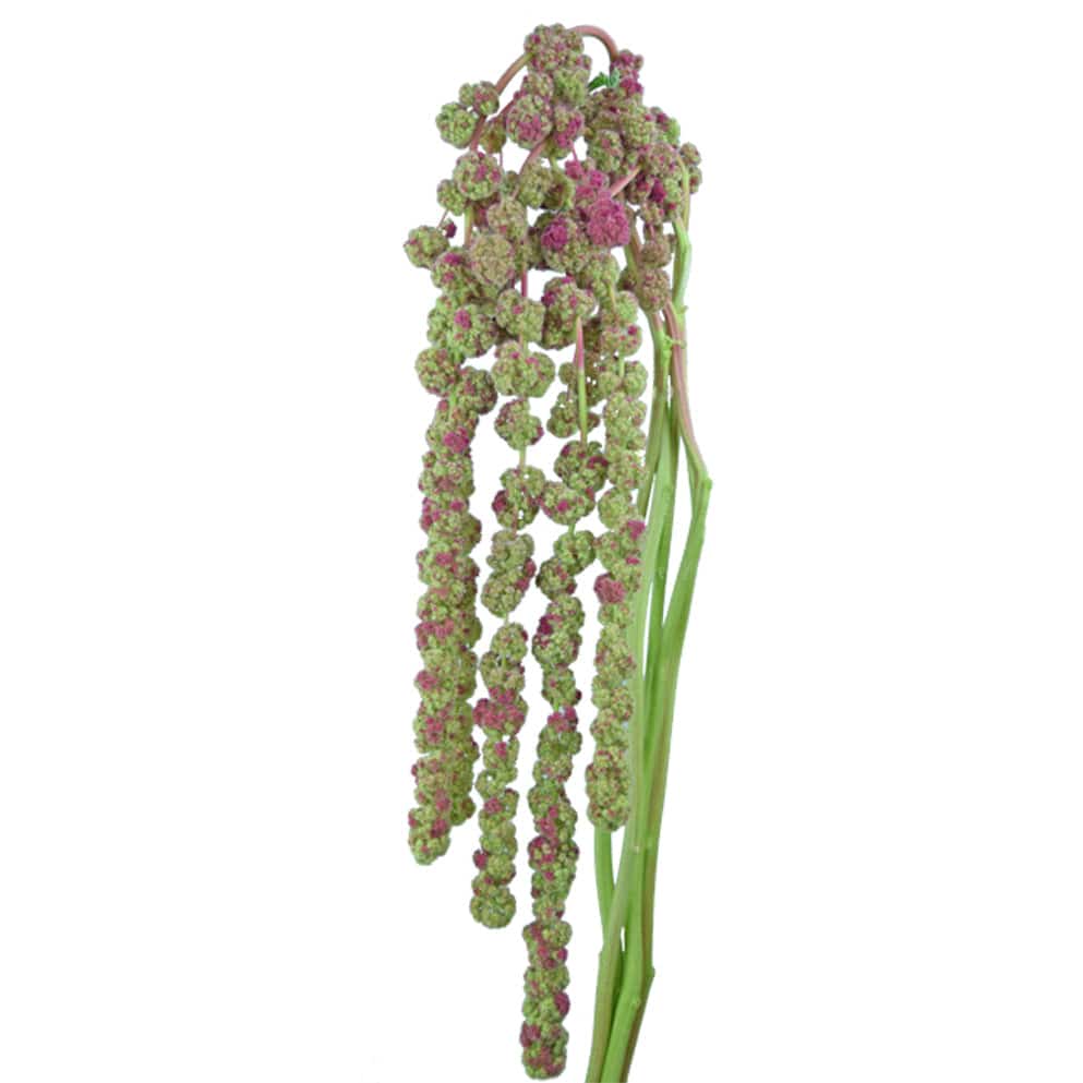 amaranthus bi-colour - Santa Maria Garden