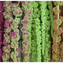amaranthus bi-colour - Santa Maria Garden