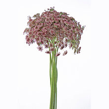 Ammi Majus Dara - Santa Maria Garden