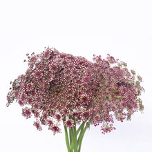 Ammi Majus Dara - Santa Maria Garden