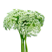 Ammi Majus Green - Queen Anne’s Lace - Santa Maria Garden