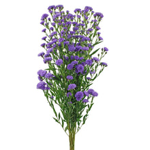 Aster - Blue - Santa Maria Garden