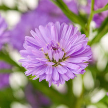 Aster - Blue - Santa Maria Garden