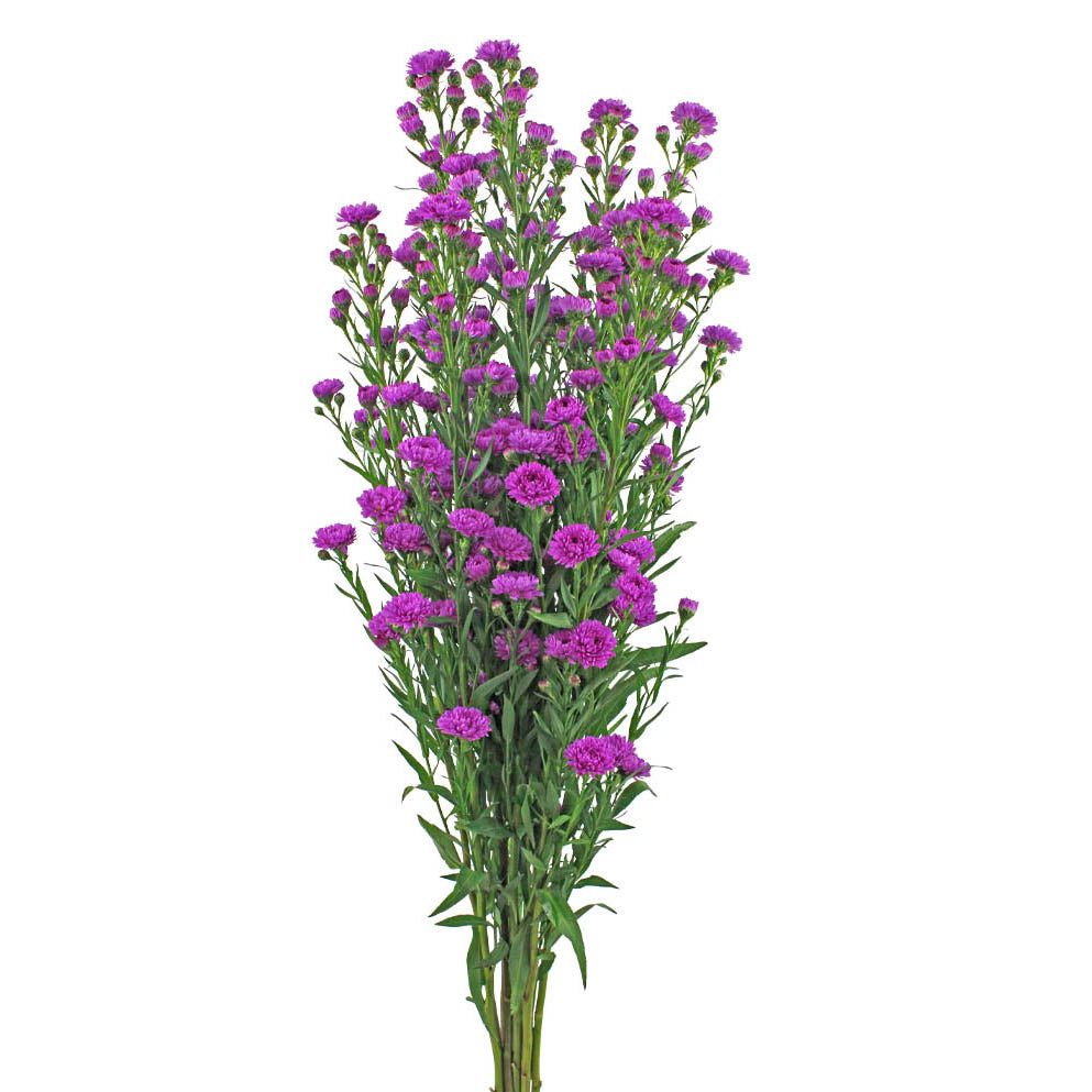 Aster - Purple - Santa Maria Garden