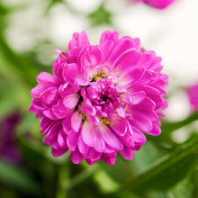 Aster - Purple - Santa Maria Garden