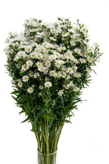 Aster - White - Santa Maria Garden