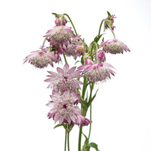 Astrantia - Pink - Santa Maria Garden