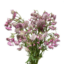 Astrantia - Pink - Santa Maria Garden
