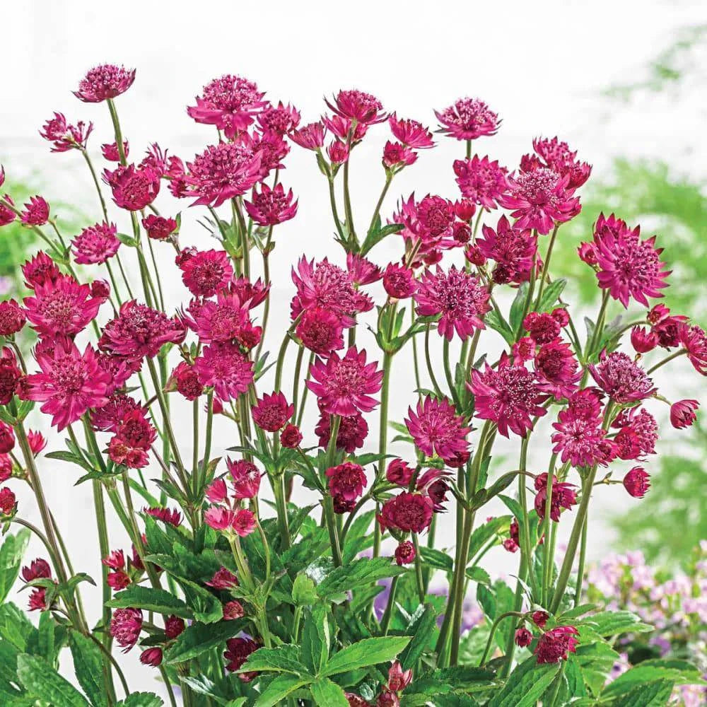 Astrantia - Red - Santa Maria Garden