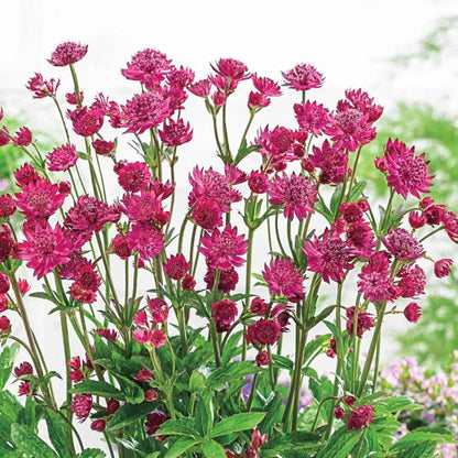 Astrantia - Red - Santa Maria Garden