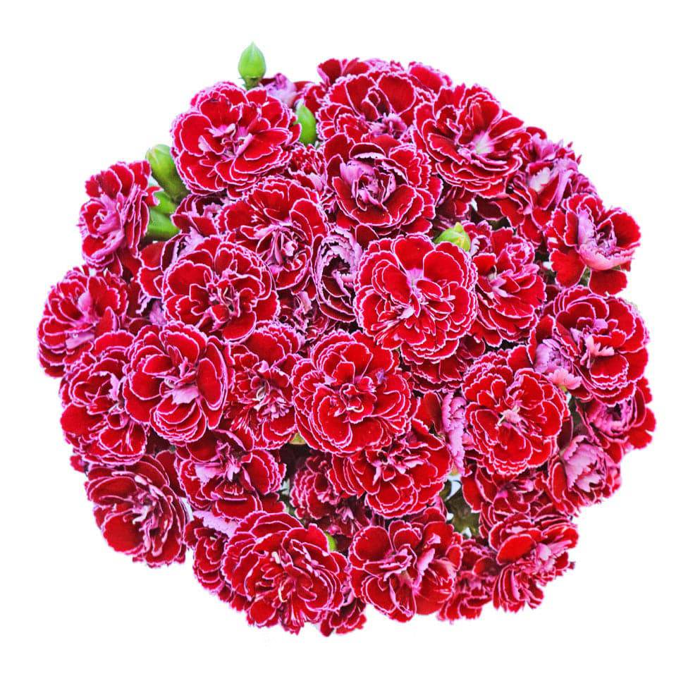 Dianthini - Cherry Neon - Santa Maria Garden