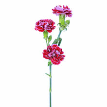 Dianthini - Cherry Neon - Santa Maria Garden