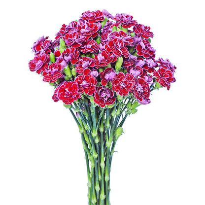 Dianthini - Cherry Neon - Santa Maria Garden