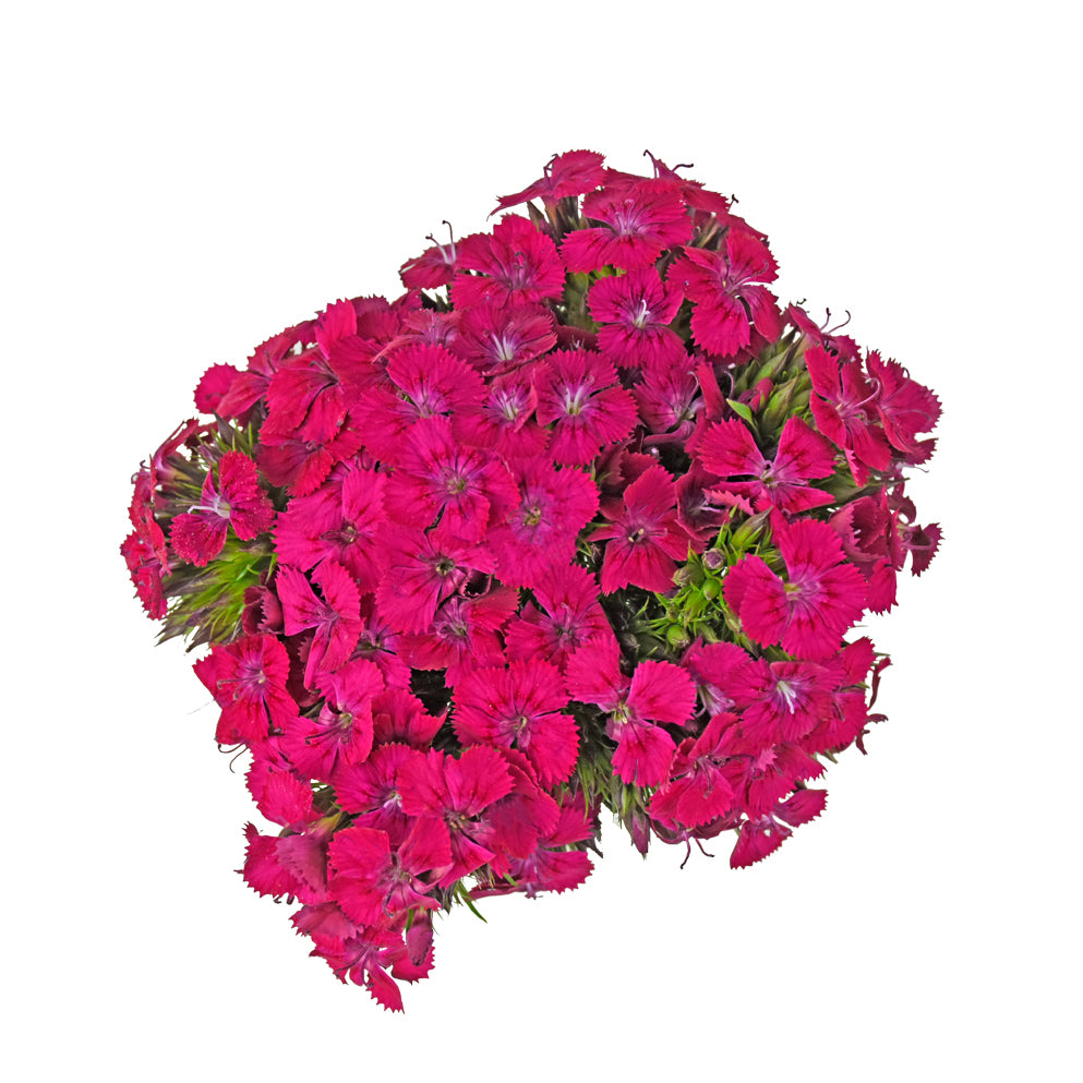 Dianthus - Neon Hot Pink - Santa Maria Garden