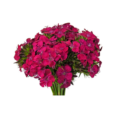 Dianthus - Neon Hot Pink - Santa Maria Garden