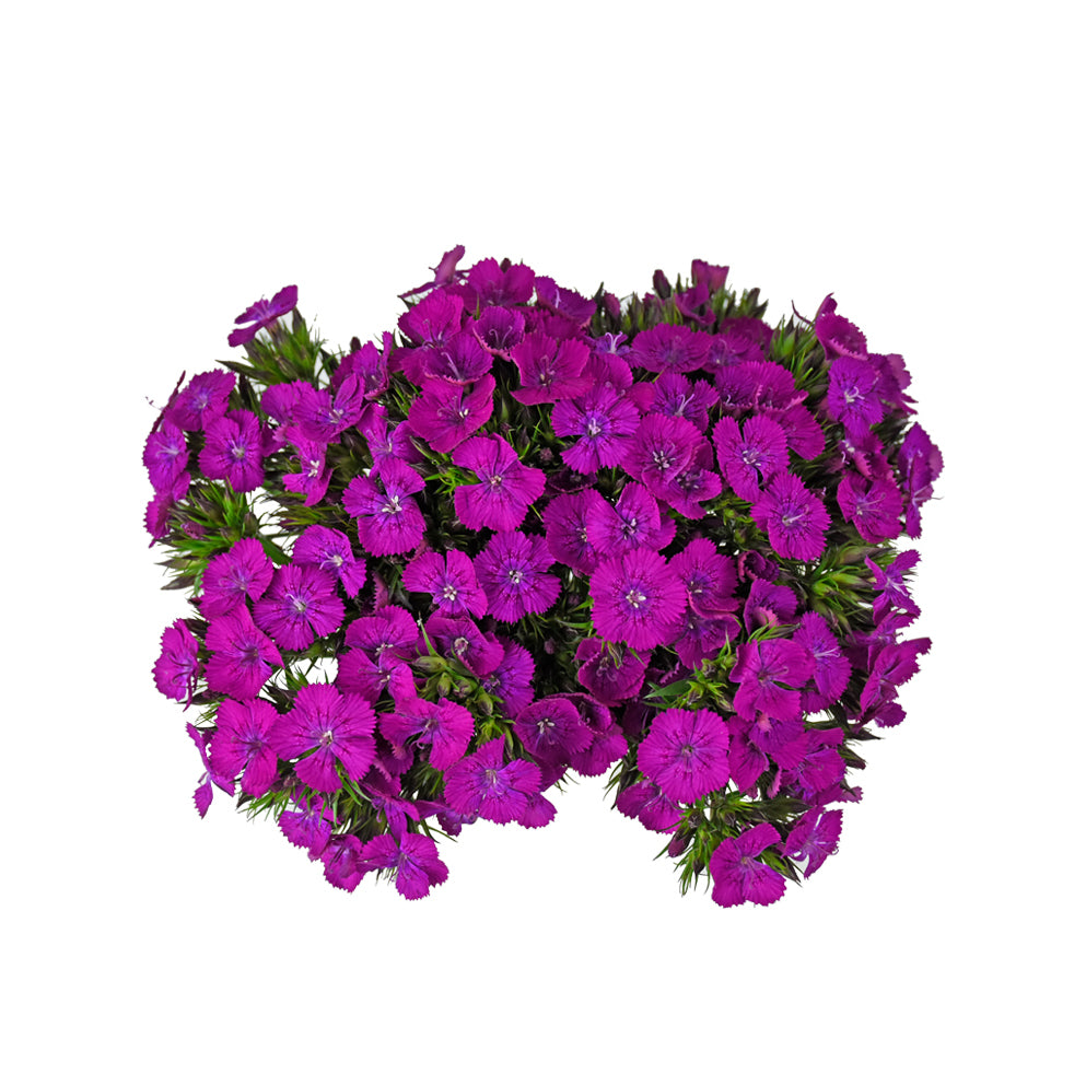 Dianthus - Neon Purple - Santa Maria Garden