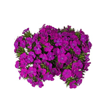 Dianthus - Neon Purple - Santa Maria Garden