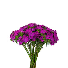 Dianthus - Neon Purple - Santa Maria Garden